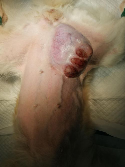 狗狗也会罹患 乳腺肿瘤 ,当乳头出现肿块,可要注意了