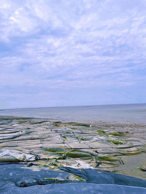 盐城条子泥湿地 2019年入选世界自然遗产地 