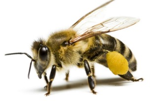 蜜蜂为什么晚上集体死 
