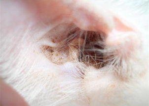 猫耳朵真菌感染症状,猫真菌感染臭吗