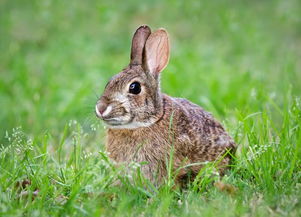 养兔技术 促进母兔发情 提高受胎率的八个措施