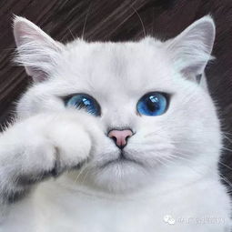 这只 拥有全世界最美蓝色眼睛 的可爱白猫征服了30万网友的心 