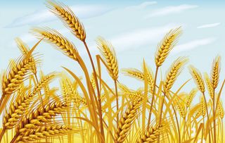 河南商水 土壤需要 深呼吸 ,小麦每亩增产150斤