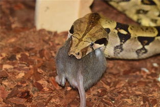 蛇吃老鼠吗,半年蛇吃鼠，半年鼠吃蛇！蛇连老鼠都招架不住，为何非要冬眠？