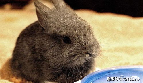 经常听到说不能给兔子喝水,那这是为什么呢