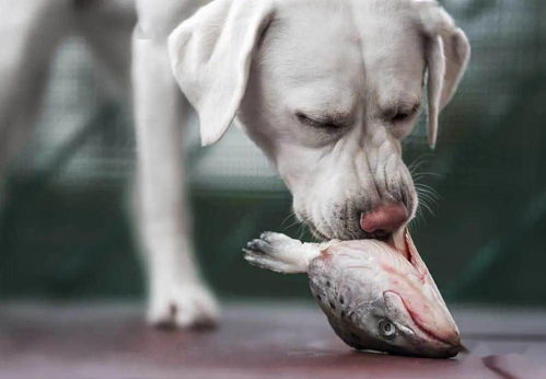 狗可以吃鱼吗 应该注意什么