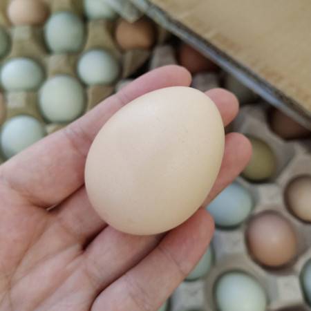 正宗土鸡蛋新鲜初产蛋30枚农家散养农家村自养天然草鸡初生柴鸡蛋