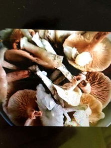 湖南一家三口蘑菇中毒 专家称误食世界上最毒蘑菇 