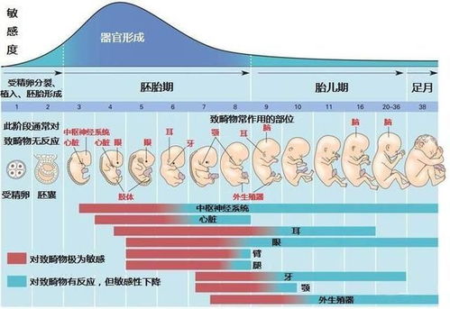 胎停 流产 胎儿畸形最容易发生的三个月,需要特别注意