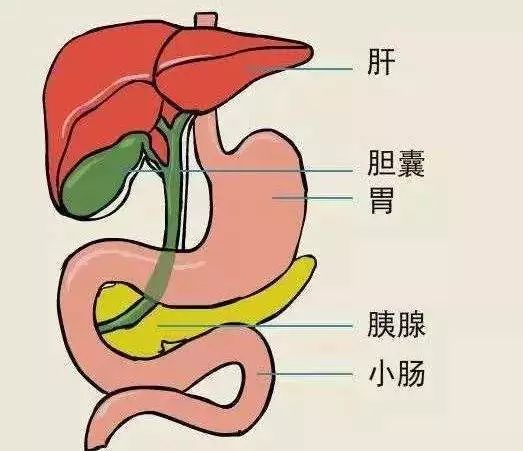 外科医生只会切切切 好好的胆囊为什么要切掉