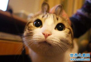 瓜皮猫居然是中华田园猫,最萌网红宠物表情包 