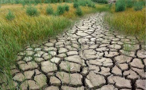 土地撂荒面积大,专家建议对造成土地撂荒者征收土地荒芜费