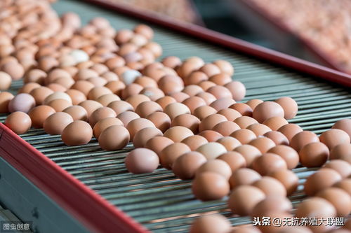 鸡蛋产能严重过剩,价格大跳水,都是跟风养殖的错 鸡蛋 去产能之路坎坷