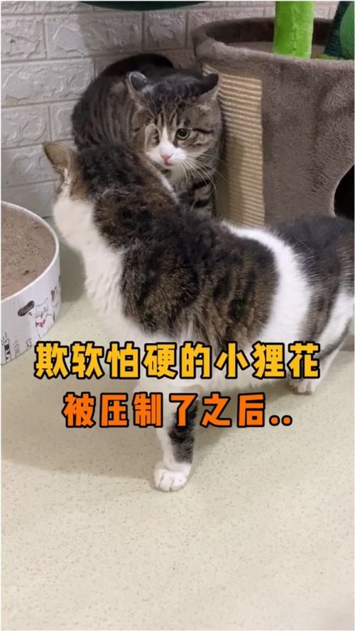 居然有欺软怕硬的猫 