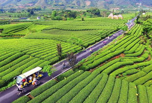 机械采摘茶叶论文范文  松阳做机剪香茶哪里最多？