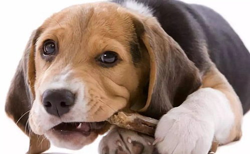 狗狗呕吐能吃土霉素片吗