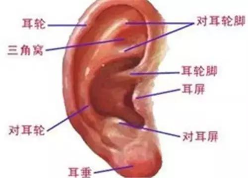 耳梦中国 耳穴疗法对身体有什么影响