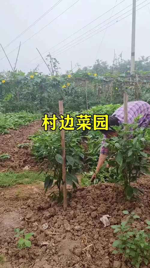 村边菜园,前面有辣椒,后面有丝瓜,手上有藤菜,地头有番茄 