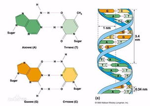 DNA 蛋白质之类的一级二级三级结构是什么概念