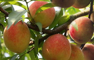 桃子原产地在哪里,阳山水蜜桃原产地是哪里