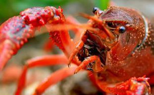 补钙 对虾蟹的重要性