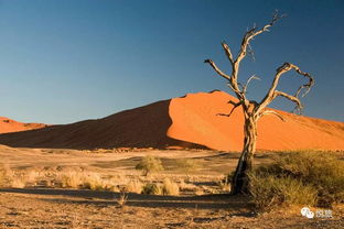 科学探索 最新研究表明非洲纳米布沙漠仙女圈可