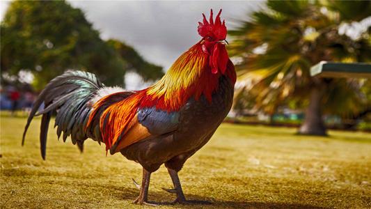 生肖鸡2021年运势如何 牛年属鸡人的吉祥物和幸运颜色是什么