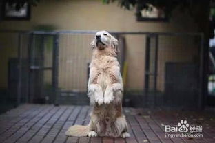 如何训练狗狗简单的小技能 比如坐,握手等 