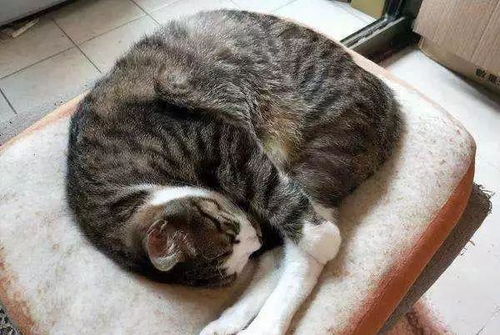 猫咪的每种睡姿 透露 着不同的心情,你看懂几种