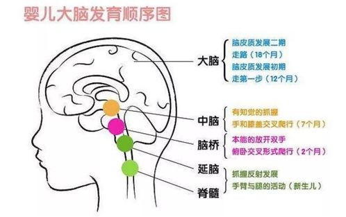 哈佛研究 宝宝大脑发育高峰期有三次,抓住一次,智商远超同龄娃