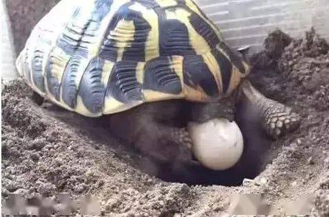 提高龟蛋孵化率六大技巧