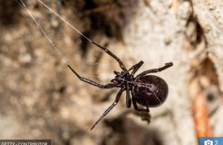 提高警惕 爱尔兰外来蜘蛛还会攻击人类 如何除掉家里的蜘蛛 
