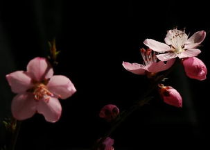 桃花风水 红鸾桃花与天喜桃花有什么作用