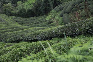 怎样在8月玩转武夷山的茶山