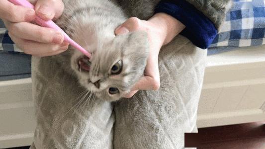 给猫咪刷牙是非常有必要的,用纱布给猫咪刷牙的方法你学会了吗