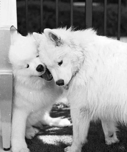 在江湖上混没几个朋友怎么能行 萨摩耶的黑白两道狐朋狗友 