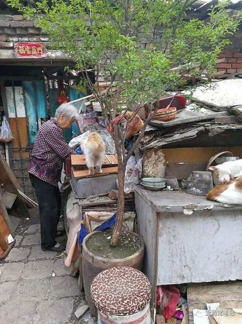 老奶奶靠卖废品收留一院子流浪猫,以至于过年也不能回家让人感动 