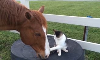 小猫和马儿结成好友 相依相伴如影随形