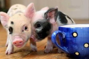 茶杯猪多少钱一只2018 茶杯猪哪里有卖