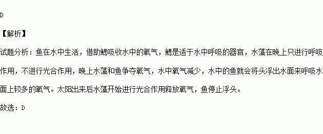 在生长有较多藻类的池塘中.常常看到鱼在黎明时浮头甚至跳出水面的现象.下列解释合理的是 A.寻找食物B.呼吸空气中的氧气C.减少水的阻力 D.呼吸水面上较多的氧气 