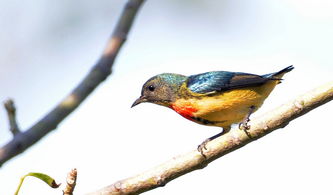 红胸啄花鸟 Guangdong 