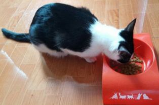 猫咪挑食吃得少怎么办,怎么应对小猫挑食