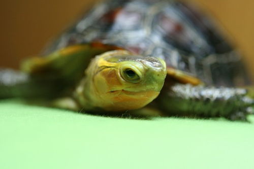 哪些龟可以和巴西龟养在一起 不要凶的 