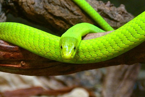 梦见一条绿色的蛇是什么意思 大鱼解梦网 