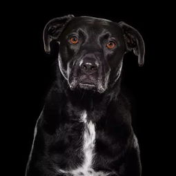 摄影 黑黑的狗狗你爱么 