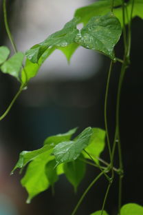 葳蕤之美，自然与生命的华丽绽放，葳蕤一类的词语有哪些