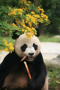 大熊猫明明适合吃肉,为啥啃了几百万年竹子