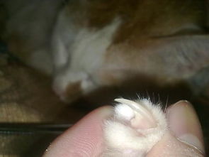 猫猫的指甲能剪多长