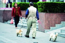 深圳养犬办证手续将简化 收容流浪犬或交社会组织 