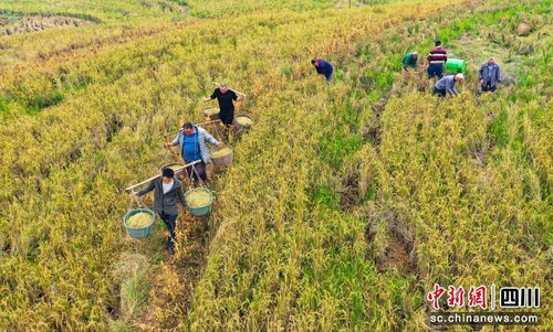 四川打稻谷是几月份 四川为什么只种一次水稻
